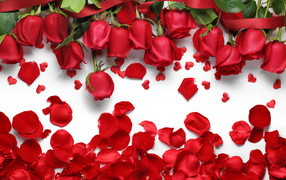 Красивые красные розы с красными лепестками на белом фоне