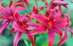 Красивые красные пятнистые лилии