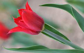 Красивый красный тюльпан 
