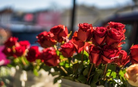 Красивые розы с красными лепестками