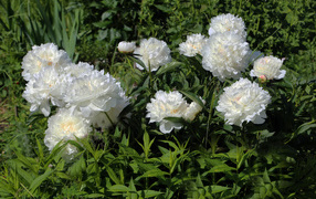 Красивые нежные белые пионы на клумбе