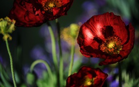 Красивые летние красные маки крупным планом 