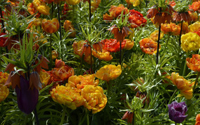 Красивые тюльпаны и рябчики на клумбе крупным планом