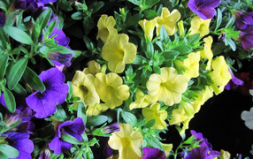 Beautiful violet and yellow petunia flowers