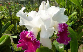 Красивый бело-розовый ирис в каплях воды на клумбе