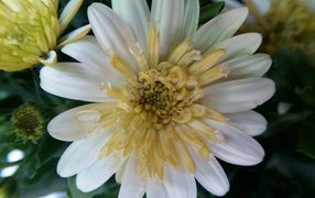 Beautiful white chrysanthemum flower close-up