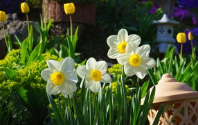 Beautiful white daffodils on a flower bed