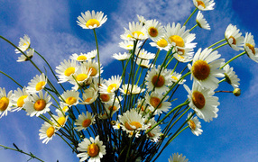 Красивые белые полевые ромашки на фоне голубого неба