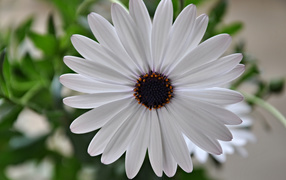 Красивый белый цветок Мезембриантемум крупным планом