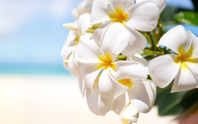 Красивые белые цветы Плюмерия крупным планом