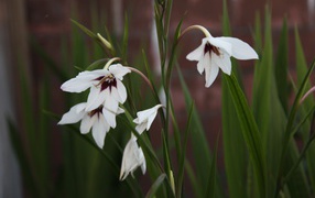 Красивые белые цветы ацидантера