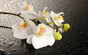 Красивые белые цветы орхидеи на мокрой черной поверхности