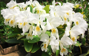 Красивые белые орхидеи на клумбе крупным планом