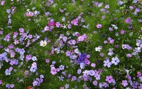 Красивые полевые цветы космея и голубые васильки