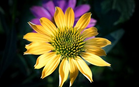 Красивый желтый цветок крупным планом