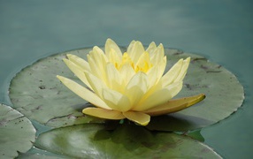 Beautiful yellow flower water lily