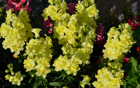 Красивые желтые цветы Львиный зев