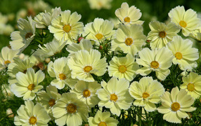 Красивые желтые цветы космея крупным планом