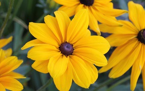 Красивые желтые садовые цветы Рудбекия крупным планом 