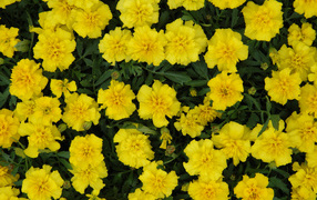 Красивые желтые бархатцы вблизи