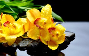 Красивая желтая орхидея с красной серединой 