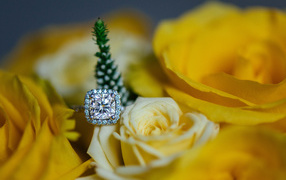 Красивые желтые розы и дорогое кольцо с бриллиантом крупным планом