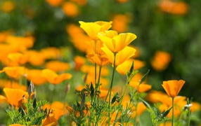 Красивые желтые летние цветы эшшольция калифорнийская
