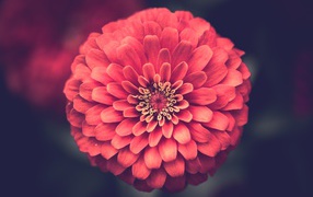 Красивый цветок цинния крупным планом