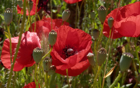 Big beautiful red poppies in the field