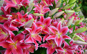 Big bouquet of beautiful pink lilies