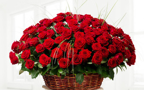 Big bouquet of beautiful red roses in a basket on a white background