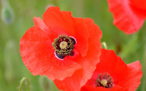 Большой цветок красного мака крупным планом 