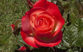 Большая красная роза с зелеными листьями крупным планом