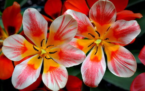 Распустившиеся розовые тюльпаны 