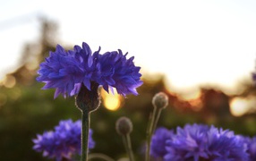 Blue cornflowers at dawn