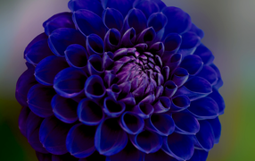 Синяя георгина крупным планом 