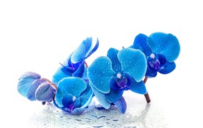 Blue exotic orchids in drops of water on a white background