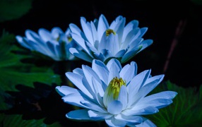 Голубой цветок нежный лотос в пруду 