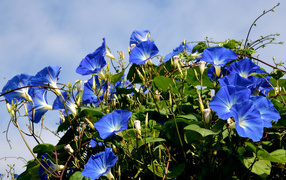 Синие цветы вьюнки на фоне голубого неба