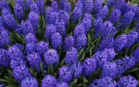 Голубые цветы гиацинты на клумбе крупным планом