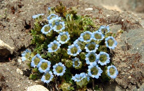Голубые цветы на камне