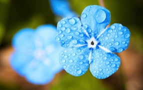 Голубой цветок незабудки в каплях росы крупным планом