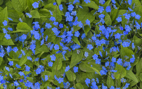 Голубые маленькие цветы незабудки крупным планом