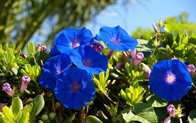 Синие летние цветы Ипомея 