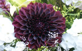 Bordea dahlia with white flowers in a bouquet