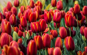 Бордовые красивые цветы тюльпаны 