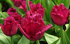 Бордовые тюльпаны на клумбе в каплях воды крупным планом