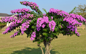 Дерево  Бугенвиллия с красивыми розовыми цветами