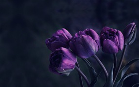 Bouquet of beautiful lilac tulips