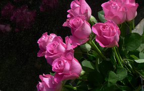 Bouquet of beautiful pink roses closeup